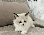 Кошки в других городах Челябинской области: Продам котят породы Священая Бирма Девочка, 20 000 руб. - фото 3