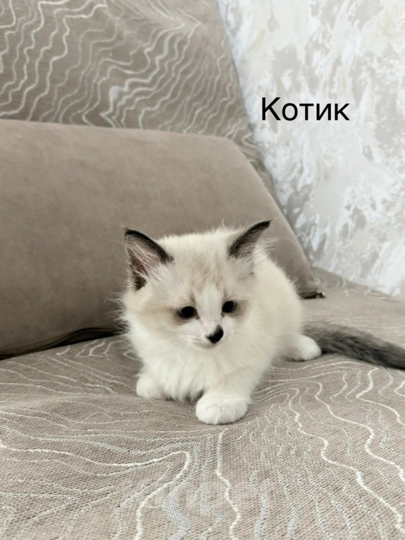 Кошки в других городах Челябинской области: Продам котят породы Священая Бирма Девочка, 20 000 руб. - фото 3