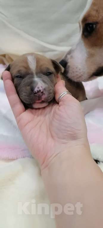 Собаки в Белгороде: Американский стаффордширский терьер щенок  Мальчик, 100 000 руб. - фото 1