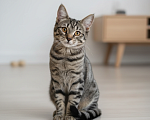 Кошки в Москве: Котенок в добрые руки Девочка, Бесплатно - фото 1