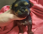 Собаки в Набережных Челнах: Цветной йорк с шокогеном Девочка, 55 000 руб. - фото 2