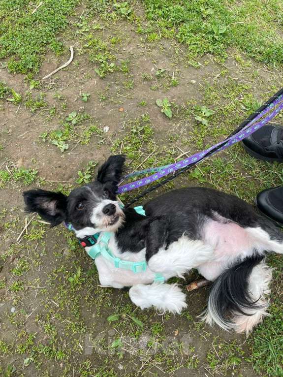 Собаки в Санкт-Петербурге: Маленький пёсик китайской хохлатой породы ищет дом Мальчик, Бесплатно - фото 8