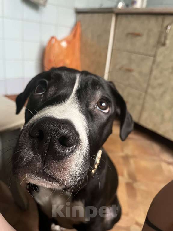 Собаки в Серпухове: Отдам в добрые руки Мальчик, Бесплатно - фото 4