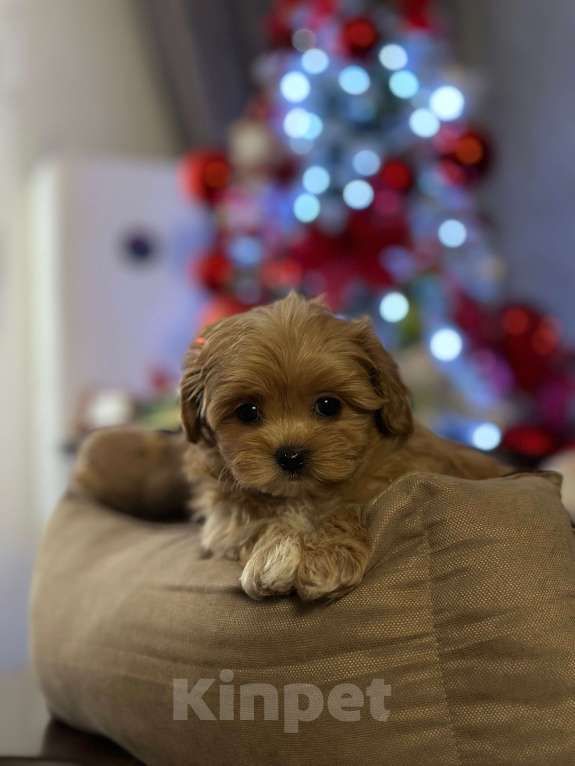 Собаки в Люберцах: Мальтипу мини ф1 девочка  Девочка, 200 000 руб. - фото 2