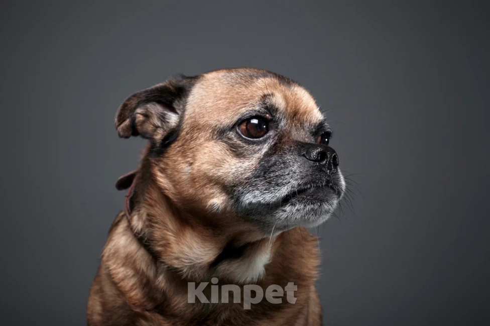 Собаки в Москве: Тоша Мальчик, Бесплатно - фото 2