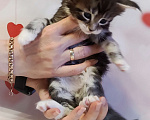 Кошки в Санкт-Петербурге: Котенок Мейн кун из питомника  Девочка, 60 000 руб. - фото 2