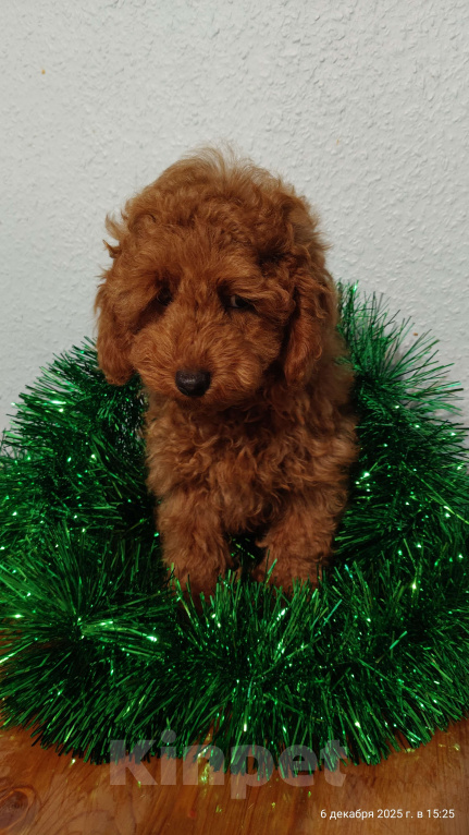 Собаки в Мытищах: Миниатюрный пудель Анто Мальчик, 75 000 руб. - фото 1