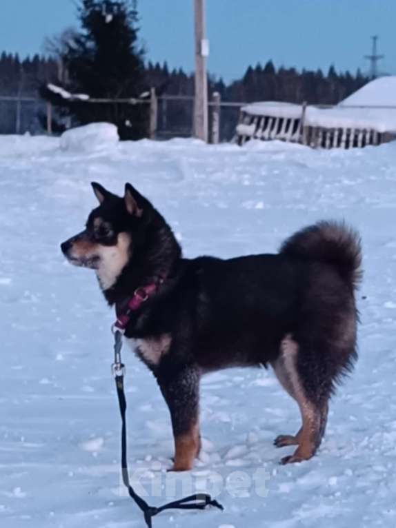 Собаки в других городах Ленинградской области: Сиба черно-подпалая Девочка, 90 000 руб. - фото 2
