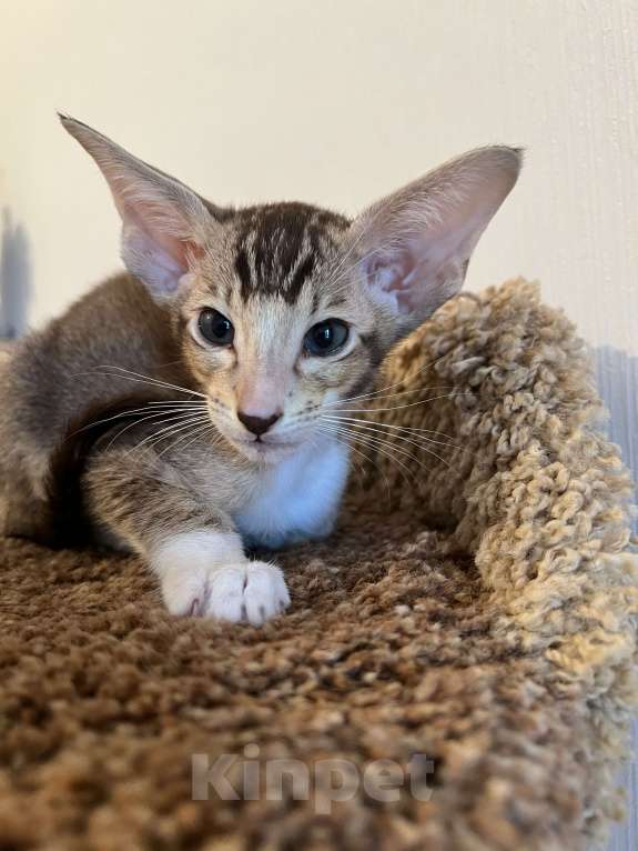 Кошки в Москве: Орик мальчик Мальчик, 25 000 руб. - фото 3