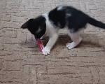 Кошки в Владимире: Котята ищут семью Разнополые, Бесплатно - фото 3