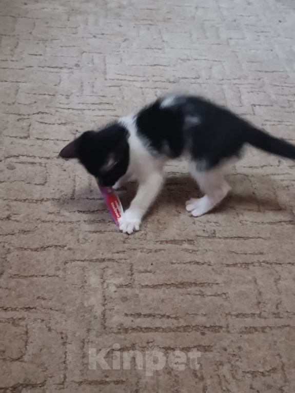 Кошки в Владимире: Котята ищут семью Разнополые, Бесплатно - фото 3