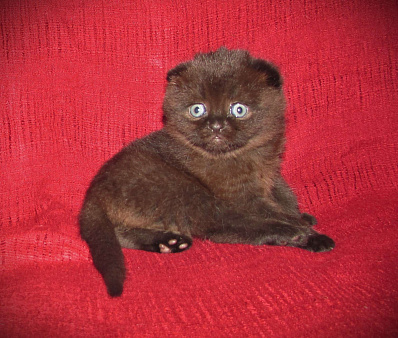 шотландская кошечка фолд