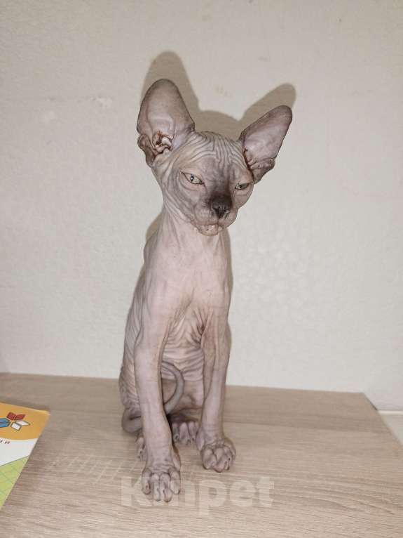 Кошки в Москве: Мальчик шоколад  Мальчик, 30 000 руб. - фото 5