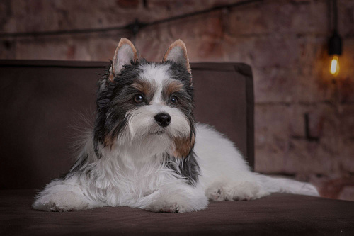 Щенок бивер терьера