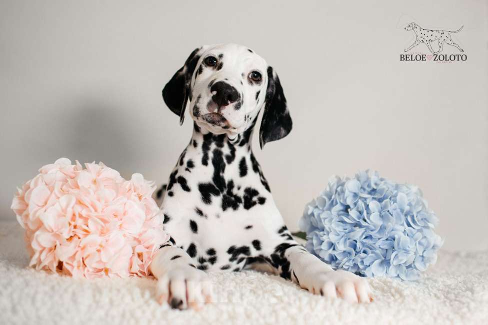 Собаки в Москве: Щенок ДАЛМАТИНА 4 месяца Мальчик, 100 000 руб. - фото 4