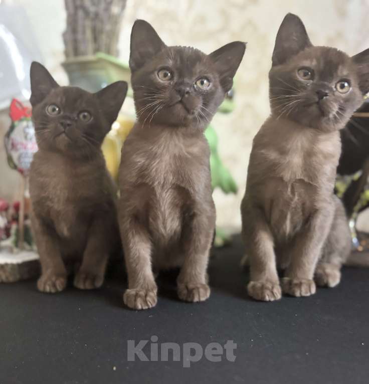 Кошки в Москве: Бурманская кошка соболиного окраса Девочка, 120 000 руб. - фото 1