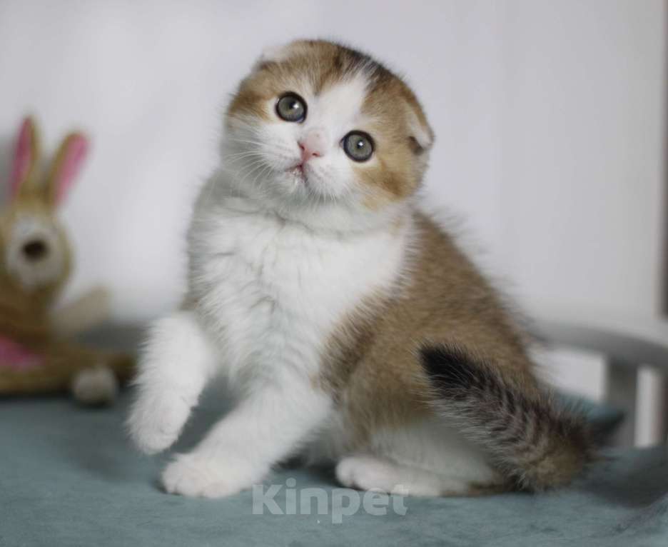 Кошки в Москве: Гумихо Девочка, 40 000 руб. - фото 2