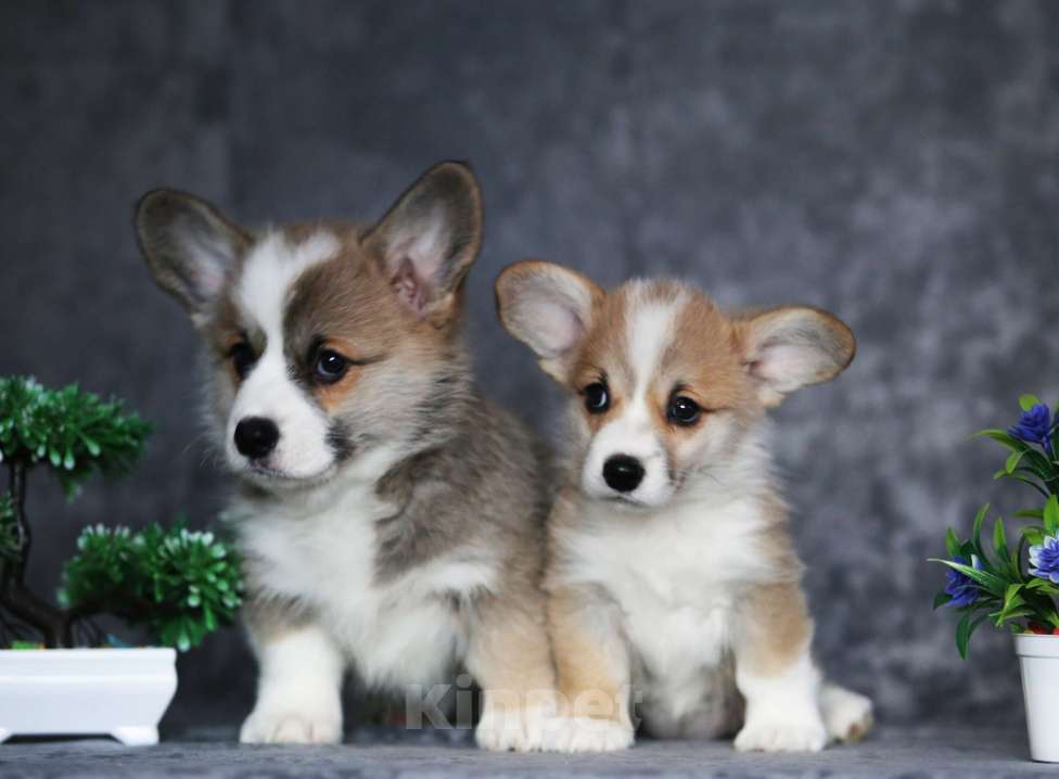 Собаки в Санкт-Петербурге: Племенной щенок из питомника Девочка, 60 000 руб. - фото 6