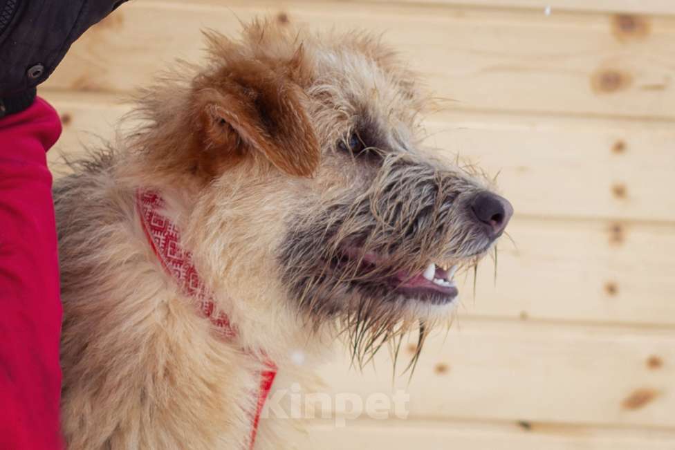 Собаки в Москве: щенок Флинт ищет семью Девочка, Бесплатно - фото 2