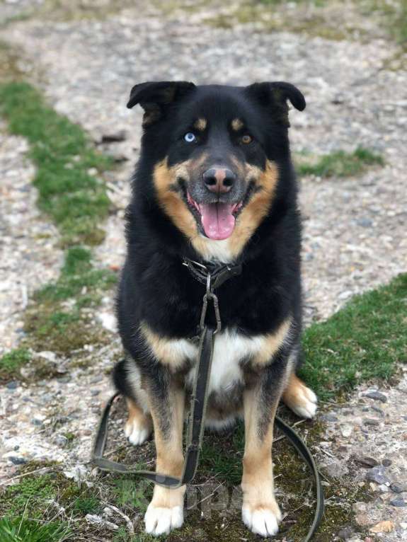 Собаки в Москве: Отдам собаку Мальчик, 200 руб. - фото 5