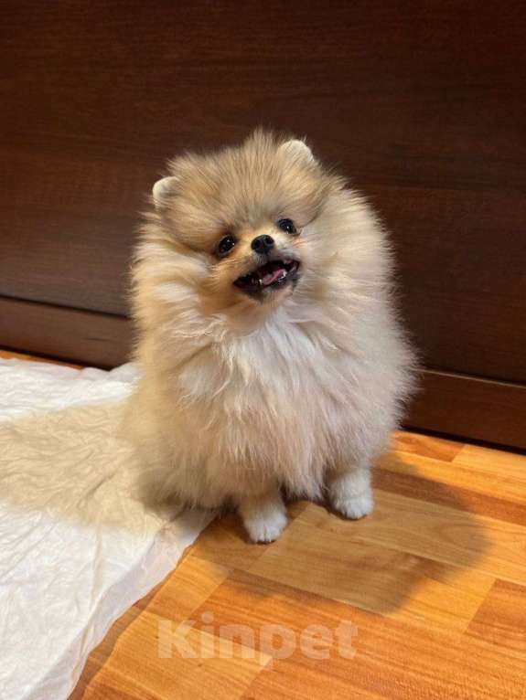 Собаки в Челябинске: Продам щенка шпица Девочка, 35 000 руб. - фото 1