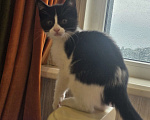 Кошки в Сочи: Котенок в добрые руки Девочка, Бесплатно - фото 4