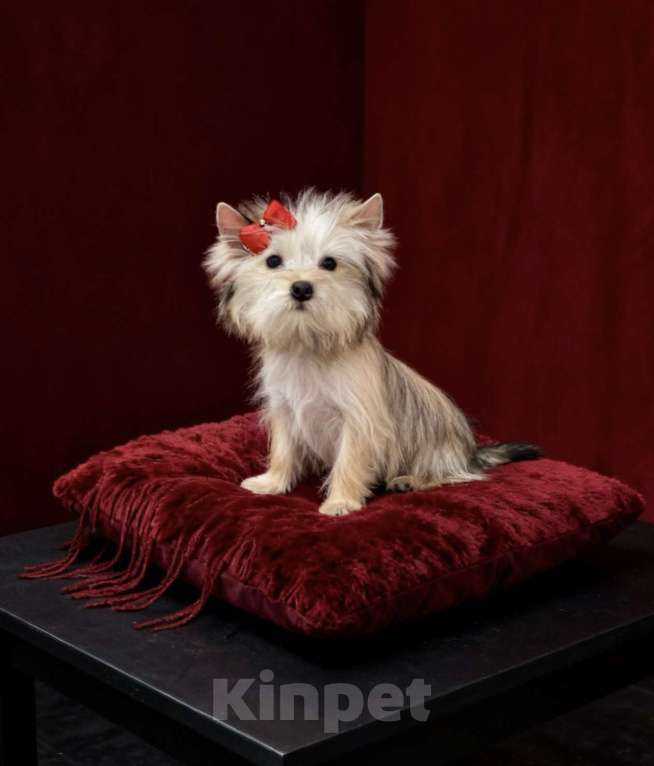 Собаки в Москве: Голддаст йорк мини девочка золотая Девочка, 80 000 руб. - фото 7