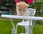 Кошки в Москве: Котенок 1 месяц Мальчик, Бесплатно - фото 2