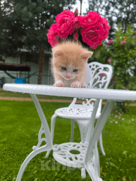 Кошки в Москве: Котенок 1 месяц Мальчик, Бесплатно - фото 2