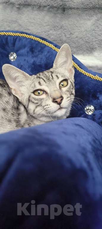 Кошки в Санкт-Петербурге: Котёнок Мау Диоген Мальчик, 45 000 руб. - фото 6