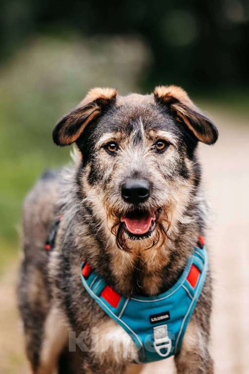 Собаки в Москве: Фокс - энергия и красота в одном флаконе! Мальчик, Бесплатно - фото 5