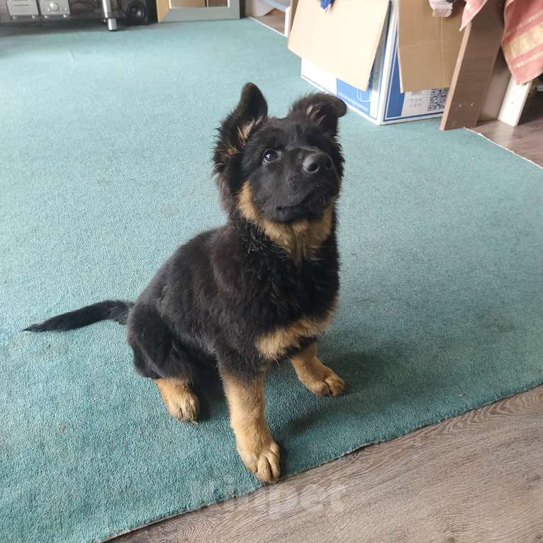 Собаки в других городах Московской области: Щенок немецкой овчарки Девочка Девочка, Бесплатно - фото 4