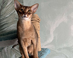 Кошки в Краснодаре: Абиссинский котик Мальчик, 25 000 руб. - фото 3