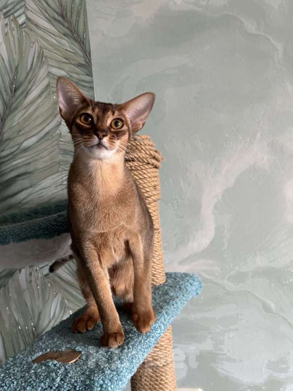 Кошки в Краснодаре: Абиссинский котик Мальчик, 25 000 руб. - фото 3