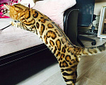 Кошки в Екатеринбурге: Бенгальские котята с правом разведения, 60 000 руб. - фото 4