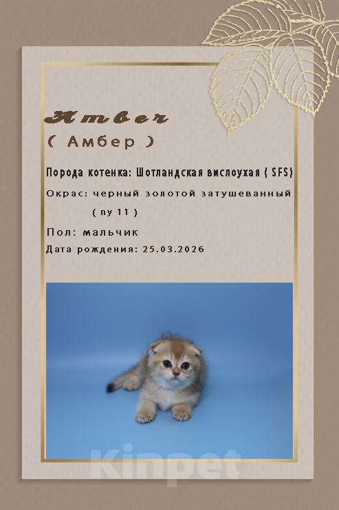Кошки в Ростове-на-Дону: Шотландская вислоухая золотая шиншилла Мальчик, 20 000 руб. - фото 3