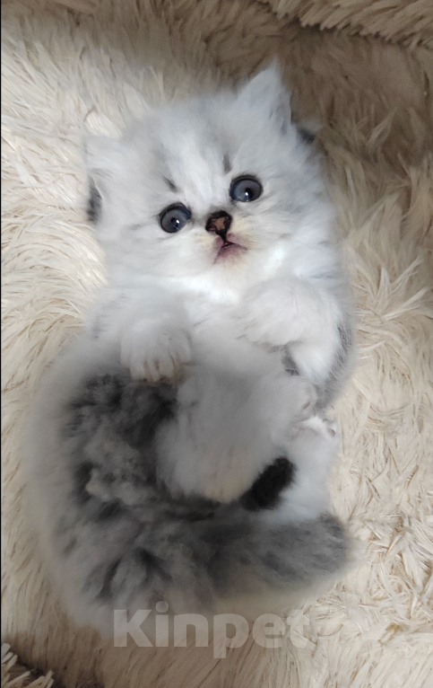Кошки в других городах Краснодарского края: Шотландские котята Разнополые, 12 000 руб. - фото 5