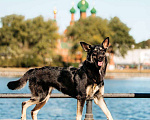 Собаки в Москве: Нуара- девочка душа, очень ждёт свою семью! Девочка, Бесплатно - фото 8