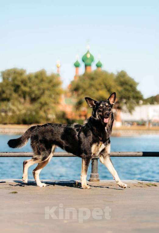 Собаки в Москве: Нуара- девочка душа, очень ждёт свою семью! Девочка, Бесплатно - фото 8