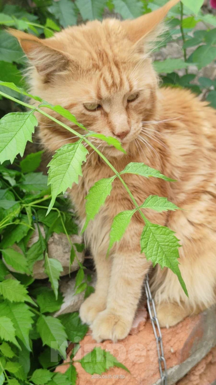 Кошки в Воронеже: Пропал рыжий кот Мальчик, 2 000 руб. - фото 1