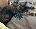 Кошки в Ростове-на-Дону: котенок в добрые руки Девочка, Бесплатно - фото 6