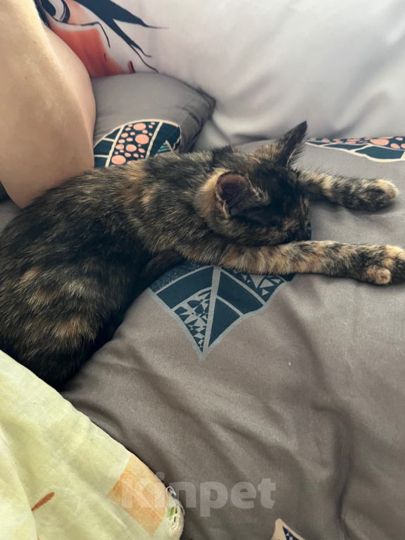 Кошки в Ростове-на-Дону: котенок в добрые руки Девочка, Бесплатно - фото 6