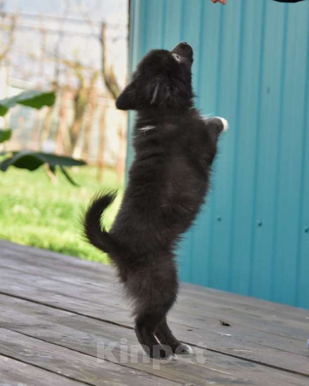 Собаки в Москве: Ненецкая оленегонная лайка, сука Ени-Кижи. Девочка, 60 000 руб. - фото 10