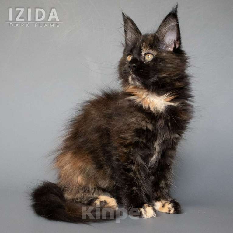 Кошки в других городах Воронежской области: Izida Dark Flame Девочка, 50 000 руб. - фото 6