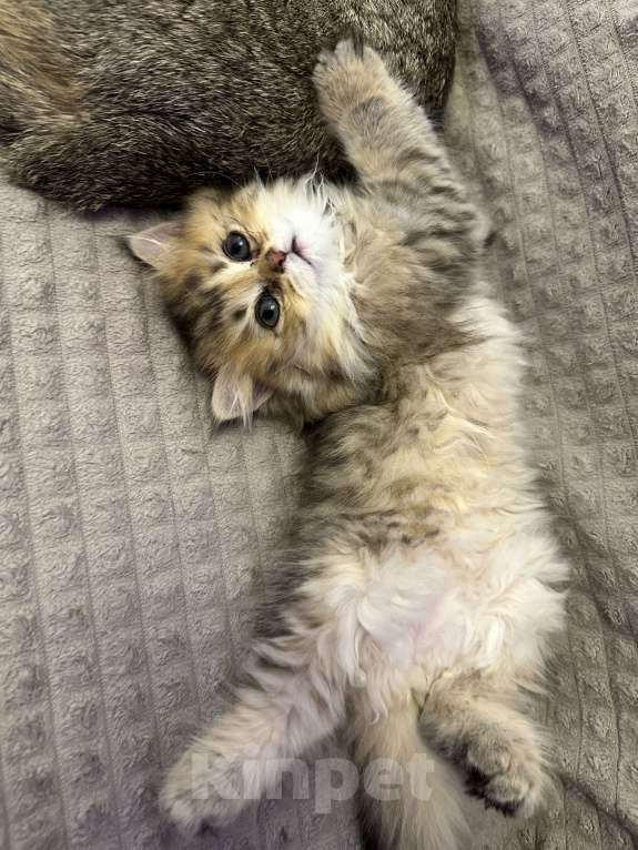 Кошки в Москве: Девочка прямоухая  Девочка, 25 000 руб. - фото 3