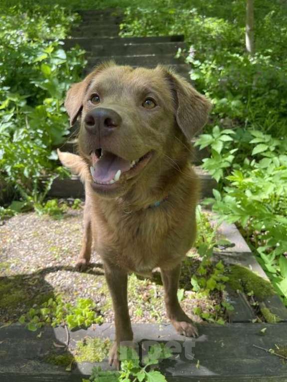 Собаки в Москве: Бордер-колли Ася в добрые руки Девочка, 1 руб. - фото 4