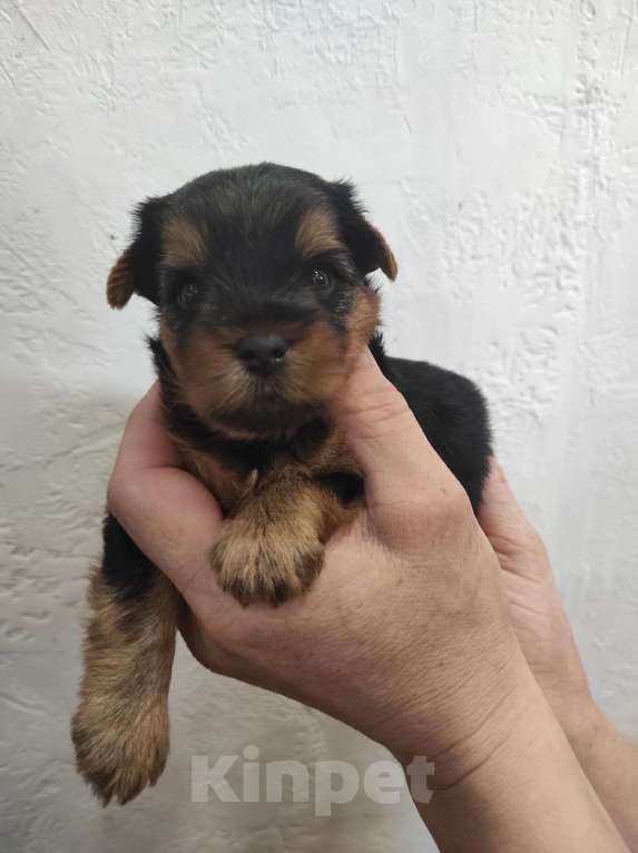 Собаки в Жигулевске: Девочка Йоркширского терьера мелкий стандарт Девочка, 47 000 руб. - фото 6