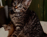 Кошки в Пушкино: Скай и Ричи ищут семью Мальчик, 10 руб. - фото 5