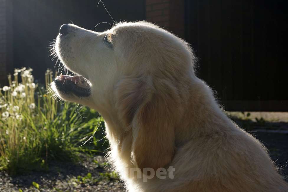 Собаки в Санкт-Петербурге: Щенки золотистого ретривера с документами, проверены по здоровью Москва Мальчик, Бесплатно - фото 5