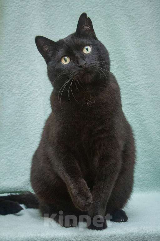 Кошки в Москве: Микропантерка. Кошка в добрые руки Девочка, Бесплатно - фото 3